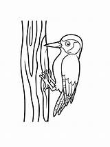 Woodpecker coloring page sketch template