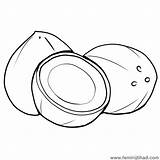 Coconut Coconuts Colouring Drawing Coloringcafe Sketch Coloring Page sketch template