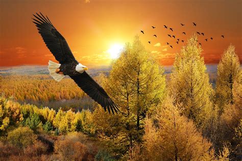 Flying Eagle Far Above Trees Wallpaper 53480 - Baltana