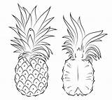 Pineapple coloring pages To Download And Print For Free sketch template