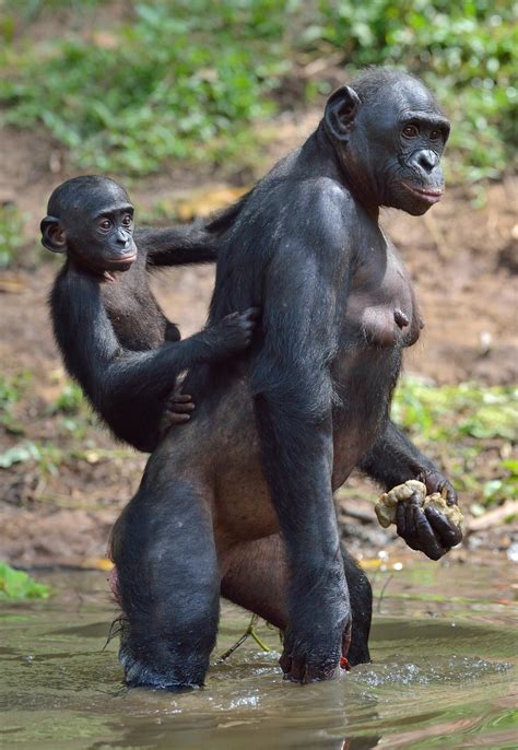 Des femelles bonobos accompagnent la future maman lors de l'accouchement | Radio-Canada.ca