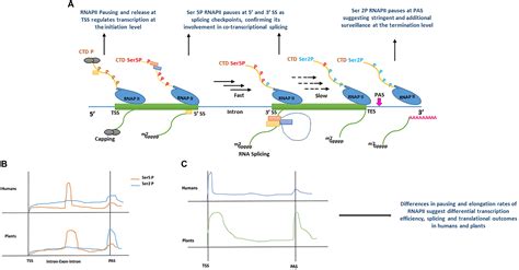 Frontiers | Alternative Splicing and Protein Diversity: Plants Versus ...