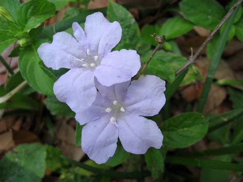 File:Wild Petunia Blue Flower 1.JPG - Wikimedia Commons