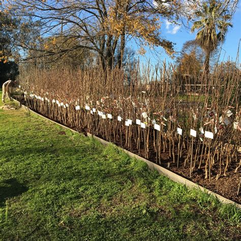 Bare Root Fruit Trees Are Ready For Sale | Bald Mountain Nursery