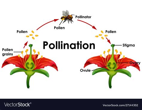 Diagram showing pollination with flower and bee illustration. Download a Free Preview or High ...