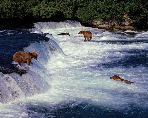 Three Grizzly Bears Salmon Fishing, Katmai, Alaska | Museum of the Big Bend