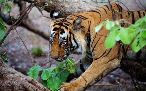 Ranthambore National Park