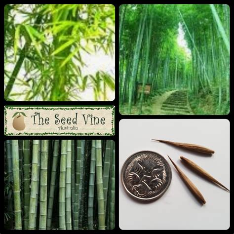 Phyllostachys edulis - Moso Bamboo - The Seed Vine