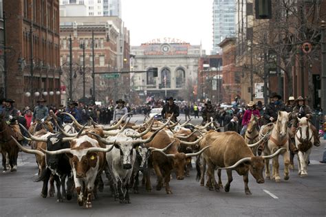 Photos: National Western Stock Show Steer Parade Through Denver | Show ...