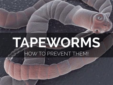 How To Prevent Tapeworms by Karla Lopez