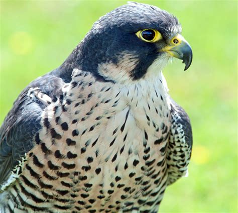 Falcon Images: Falcon National Bird Of Uae