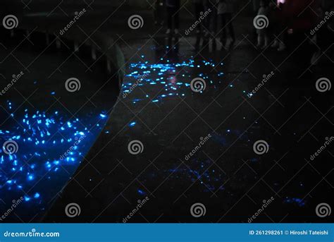 Beautiful Blue Lights Emitted from Sea Firefly or Vargula Hilgendorfii Stock Image - Image of ...