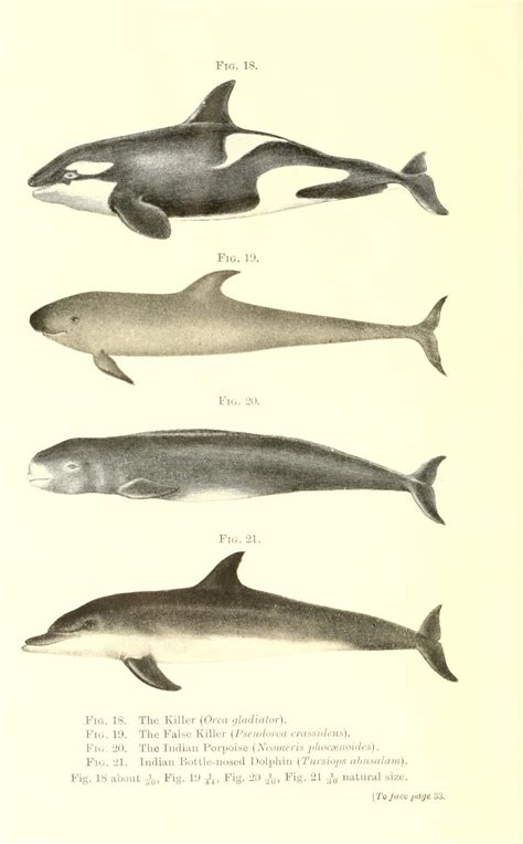 Guide to the whales, porpoises, and dolphins (order Cetacea), exhibited ...