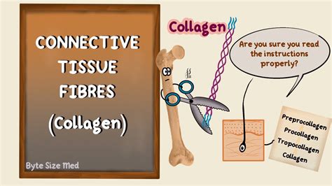 Connective Tissue Fibres | Collagen | Elastin | Human Histology | Collagen Biochemistry