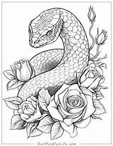 40 Fascinating Snake Coloring Pages Free Printable  Our Mindful Life sketch template