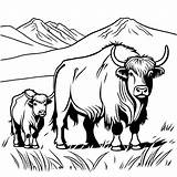 Yak Family grazing coloring Page Lulu Pages sketch template