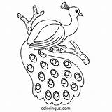 Peacock Coloring Pages Free Printable PDF sketch template