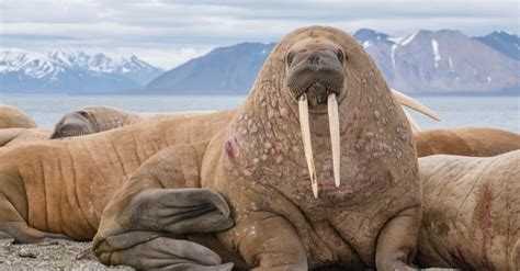 Huge Walrus Brutally Attacks a Dinghy With His Sharp Tusks - A-Z Animals