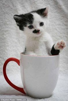 1000+ images about Cats In Cups on Pinterest | Kittens, Cups and Teacup kitten