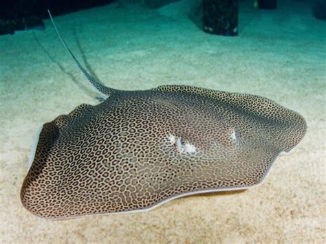 What is a stingray barb ? | Marineland