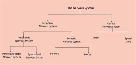 Branches Of Nervous System