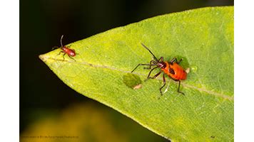 Milkweed Bug Life Cycle