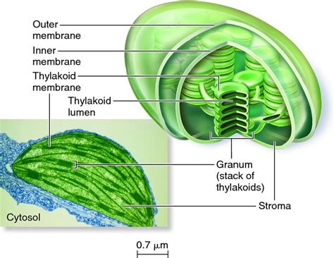 Plastiden :: Thomayham