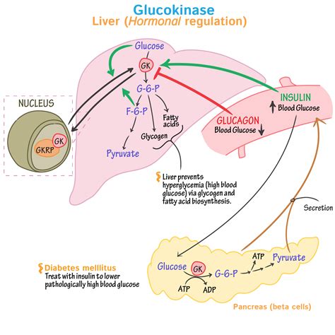 Review the role of glucokinase in liver and pancreatic cells! in 2020 | Biochemistry, Medical ...