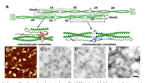 Figure 1 from Molecular mechanisms underlying the assembly of intermediate filaments. | Semantic ...