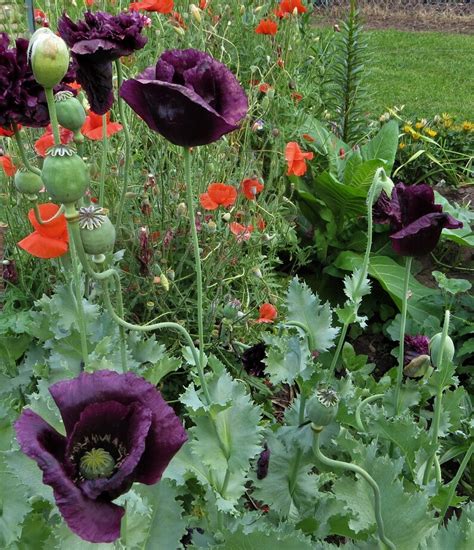 Deep Purple Poppy Seeds Papaver somniferum Annual | Etsy