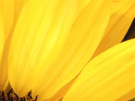 Free download and White Wallpapers Yellow Flower Close up Photo Yellow Wallpaper [1600x1200] for ...