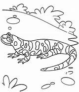 Top Ten Real And Cartoon Gecko Coloring Pages For Children  sketch template