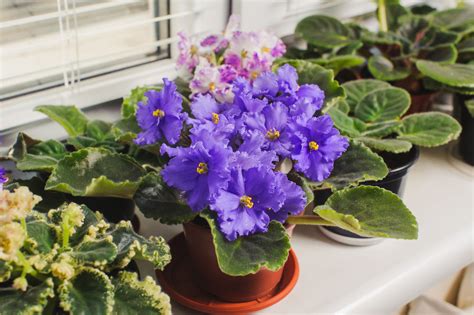 African violets still a collectible house plant Garden wcfcourier.com - Blog Wurld Home Design Info