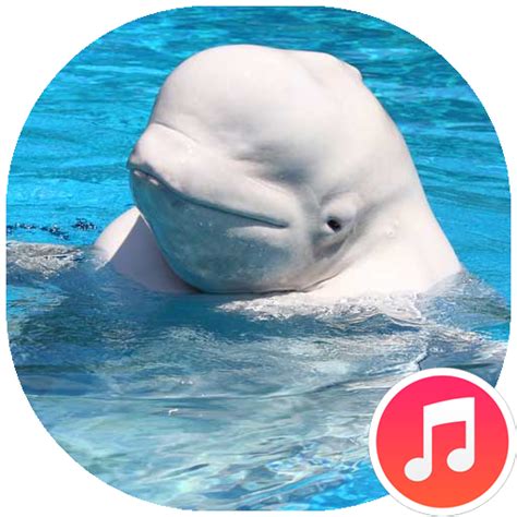 Beluga Whale Sounds - Apps on Google Play