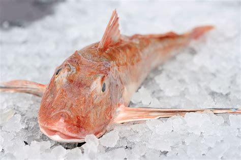 Red Gurnard have a very firm, muscular texture - similar to monkfish ...