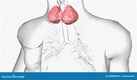 A Goiter is a Swollen, Rounded Lump in the Throat Caused by the Abnormal Enlargement of the ...