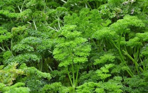 What is Parsley in hindi | जानिए पार्सले क्या है?