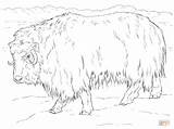 Coloriage  Boeuf Musqué Réaliste Coloriages à Imprimer Gratuits sketch template