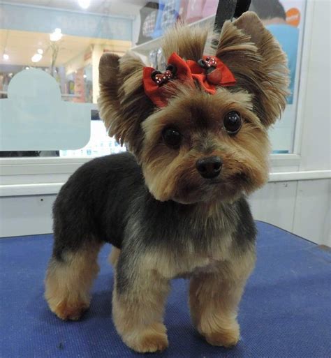 How Do You Give A Yorkie A Haircut