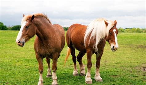 A Look at Some of the Most Common Red Horse Breeds - Helpful Horse Hints