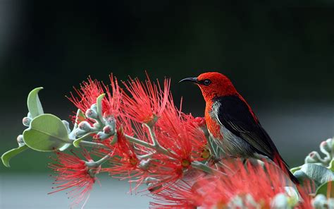 Nature, Bird and Flowers HD 4K Wallpaper (Flickr):Amazon.com:Appstore ...