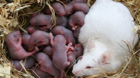 Treatment keeps obese mice from having overweight babies | Science | AAAS