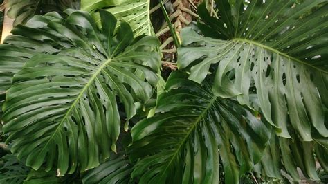 Monstera deliciosa - Riverside Garden Centre