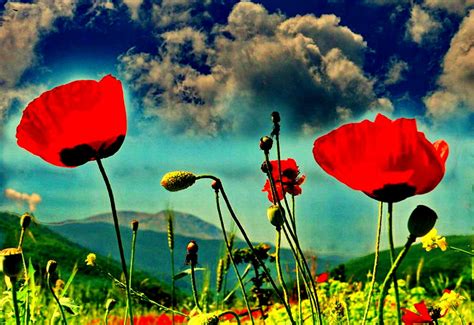 50+ Corn poppy wallpapers HD 🔥 Download Free backgrounds
