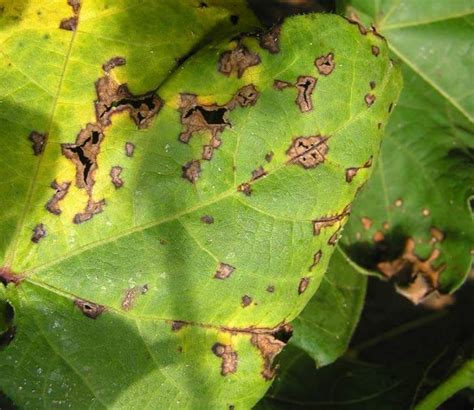 Bacterial Blight (Angular Leaf Spot, Black Arm) - UT Crops Pest Guides