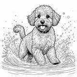 18 Best Poodle Coloring Pages Free Printable PDFs sketch template