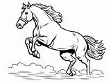 Horse Jumping Coloring Sheet  Page sketch template