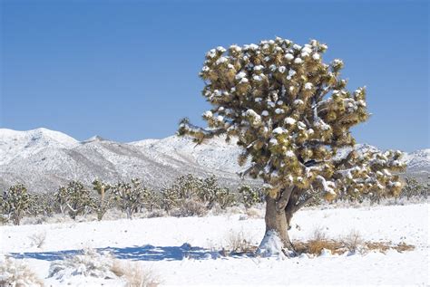 Joshua Tree National Park in Winter | The Whole World Is A Playground