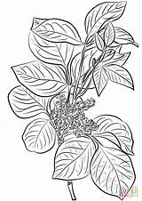 Poison Ivy Rhus Toxicodendron coloring Page  Free Printable Coloring sketch template
