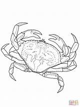 Dungeness Crab coloring page  Free Printable Coloring Pages sketch template